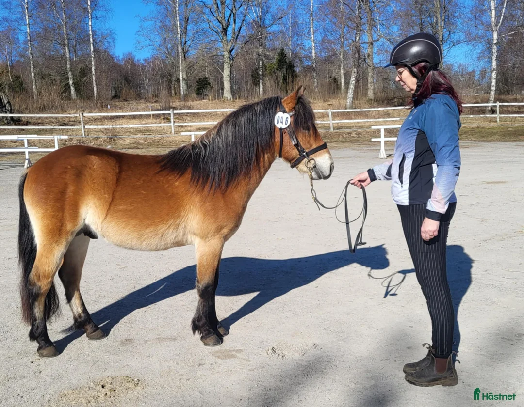 Allround hästar till salu: Energisk och positiv russhingst i Vårgårda - Annons 4