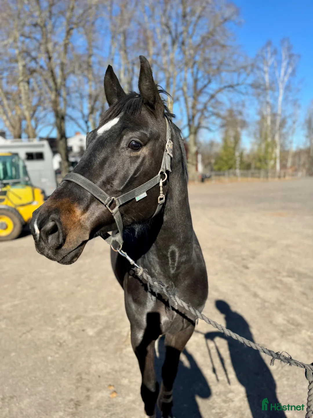 Hoppning hästar till salu: SWB 4åring - Annons 2