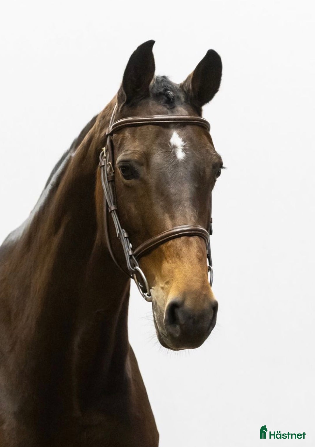 Hoppning hästar till salu: Välstammad Amatörhäst i Nybro - Annons 1