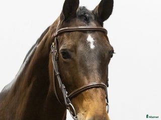 hästar Välstammad Amatörhäst i Nybro - Annons 4