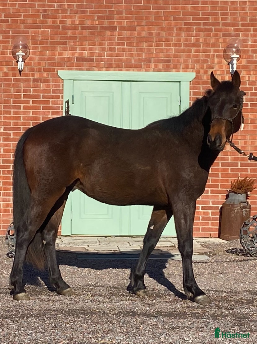  hästar Völstammad Quarter säljes!  - Annons 13