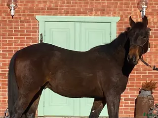 hästar Völstammad Quarter säljes! - Annons 13