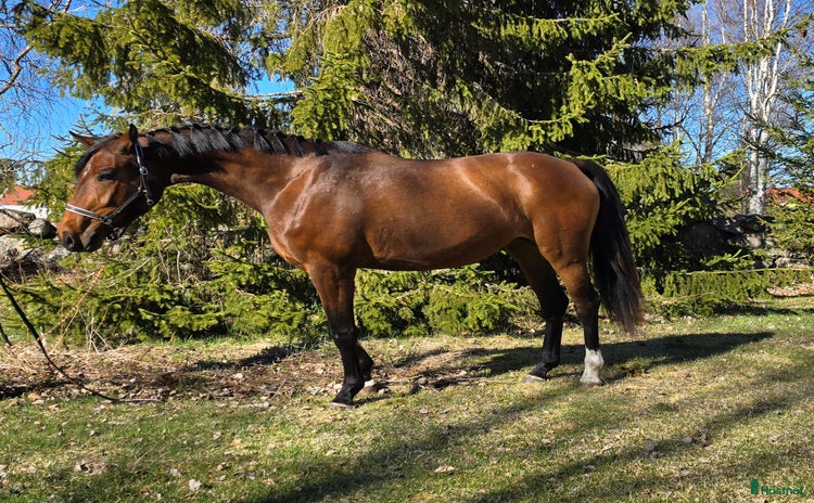  hästar i Norrfjärden - Annons 3