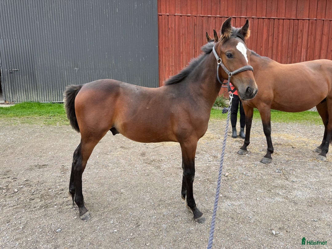 Trav hästar till salu: Välhanterat årsföl e Hayden Hanover i Tystberga - Annons 4