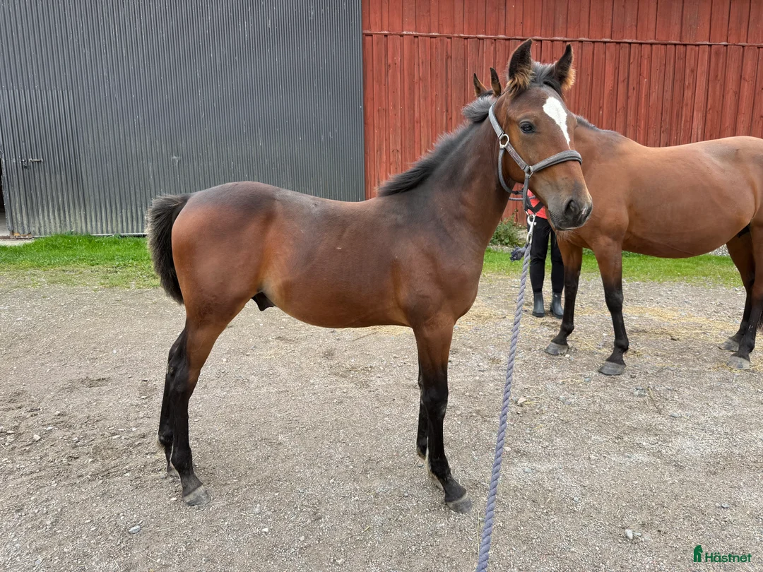 Trav hästar till salu: Välhanterat årsföl e Hayden Hanover i Tystberga - Annons 4