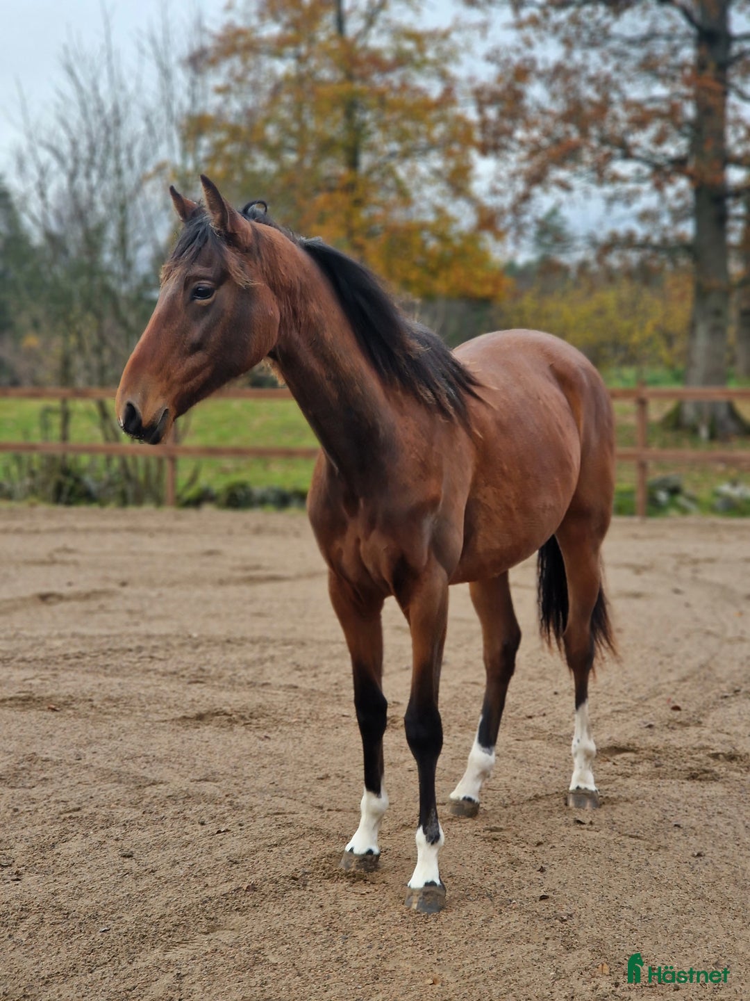 Allround hästar till salu: Prepartbreed åring  i Perstorp - Annons 8