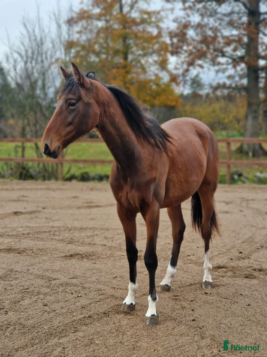 Allround hästar till salu: Prepartbreed åring  i Perstorp - Annons 8