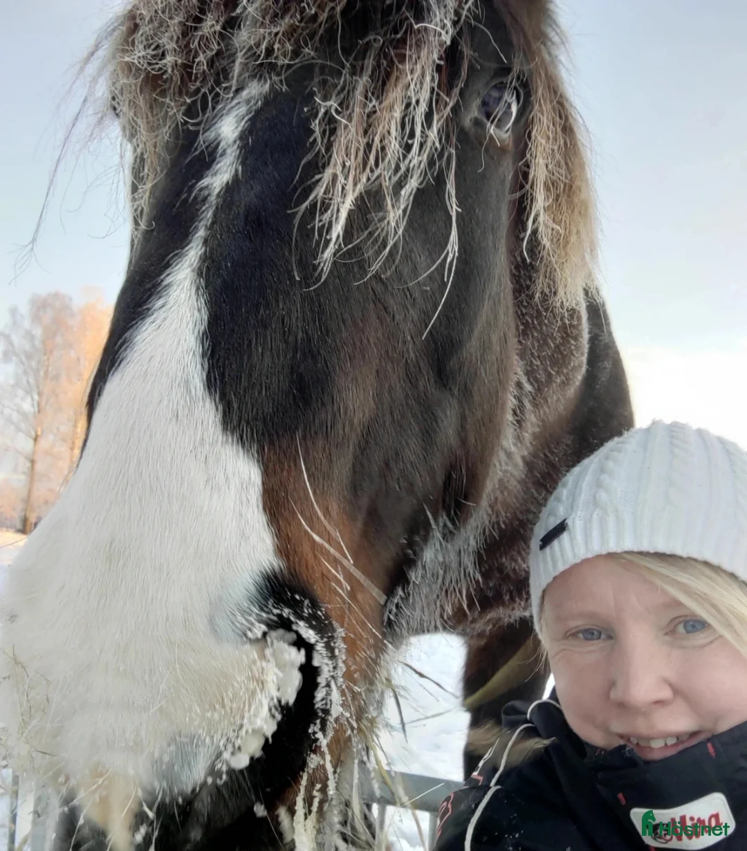 Trav hästar sökes: Kallblodstravare sökes  - Annons 1