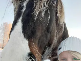 Trav hästar sökes: Kallblodstravare sökes - Annons 1
