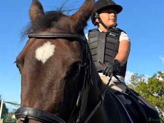 medryttarhäst sökes: Söker att få bli Medryttare i Hovås - Annons 4
