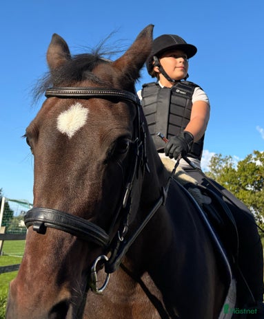 medryttarhäst sökes i Hovås - Annons 13
