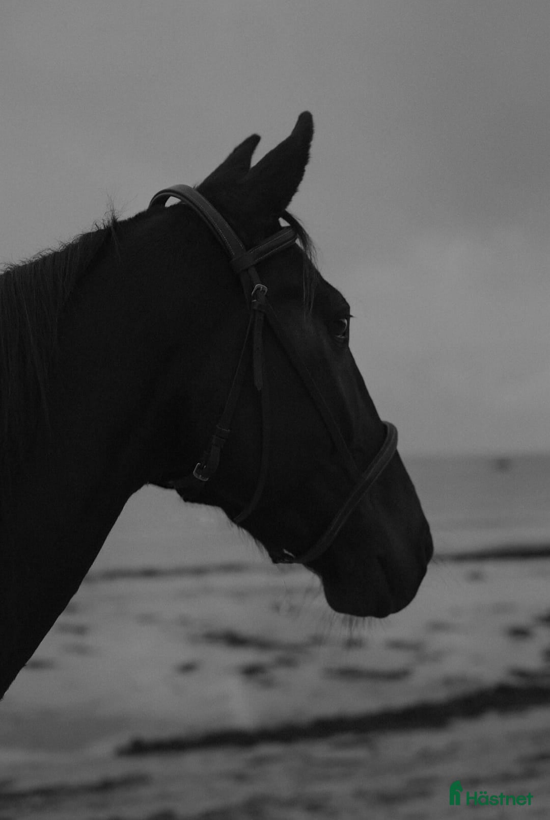 Allround hästar till salu: Mysig varmblodskille med stort hjärta. i Karlshamn - Annons 5