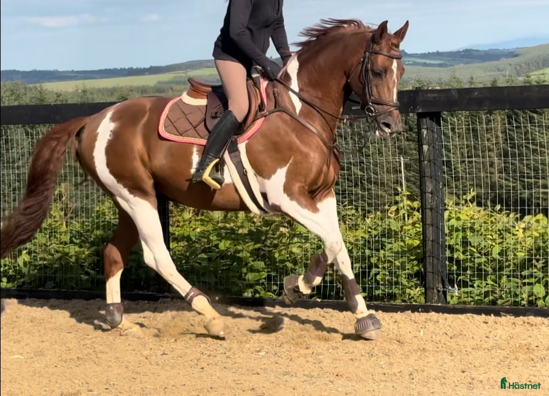 Allround hästar till salu: Unik 7 år valack tävlad 130 felfritt i Finspång - Annons 2