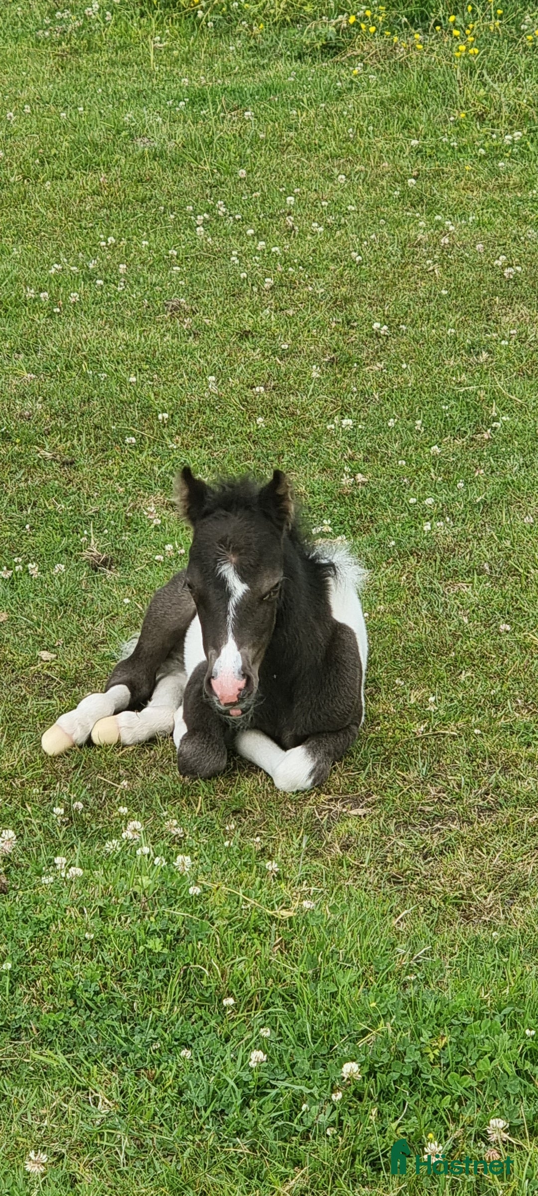 Allround hästar till salu: Underbar mini american föl. i Skara - Annons 7