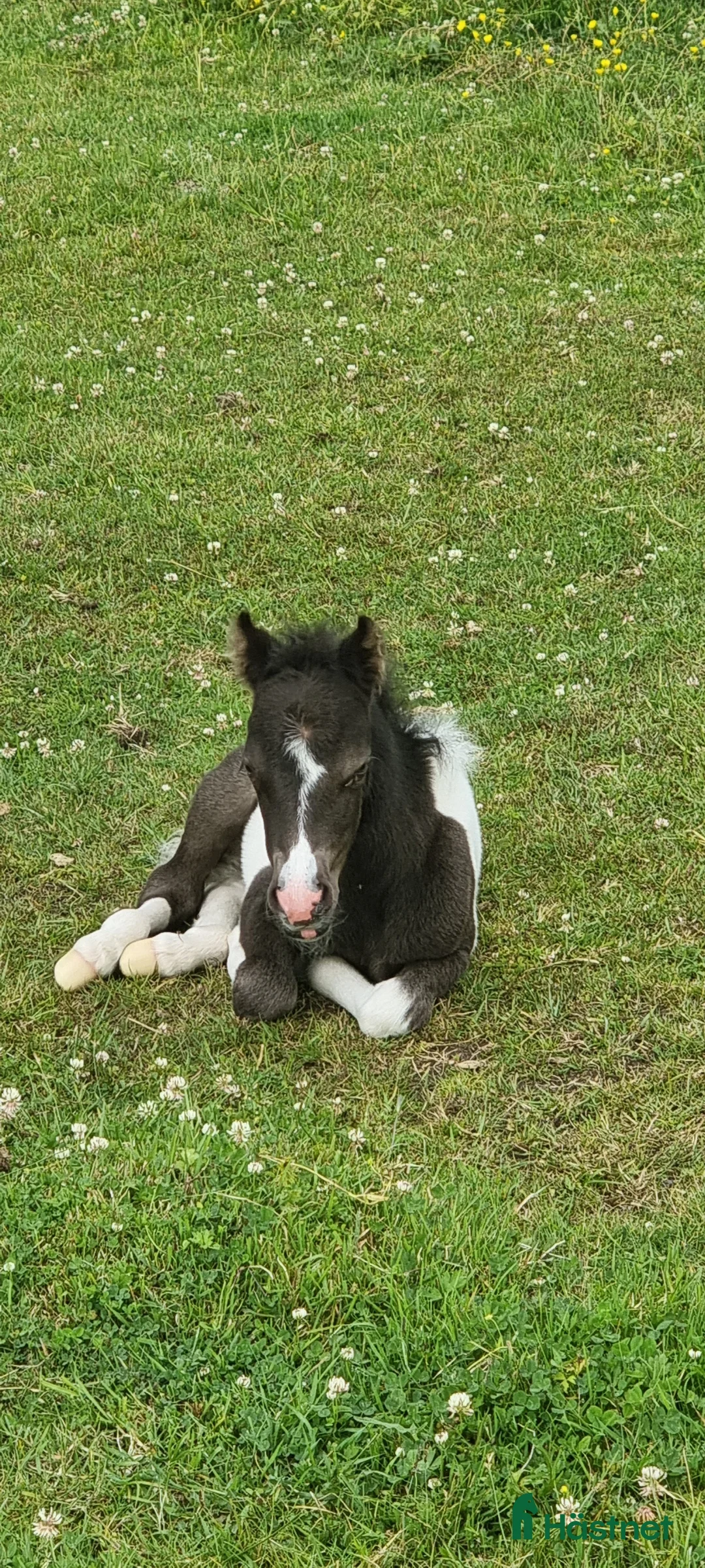 Allround hästar till salu: Underbar mini american föl. i Skara - Annons 7