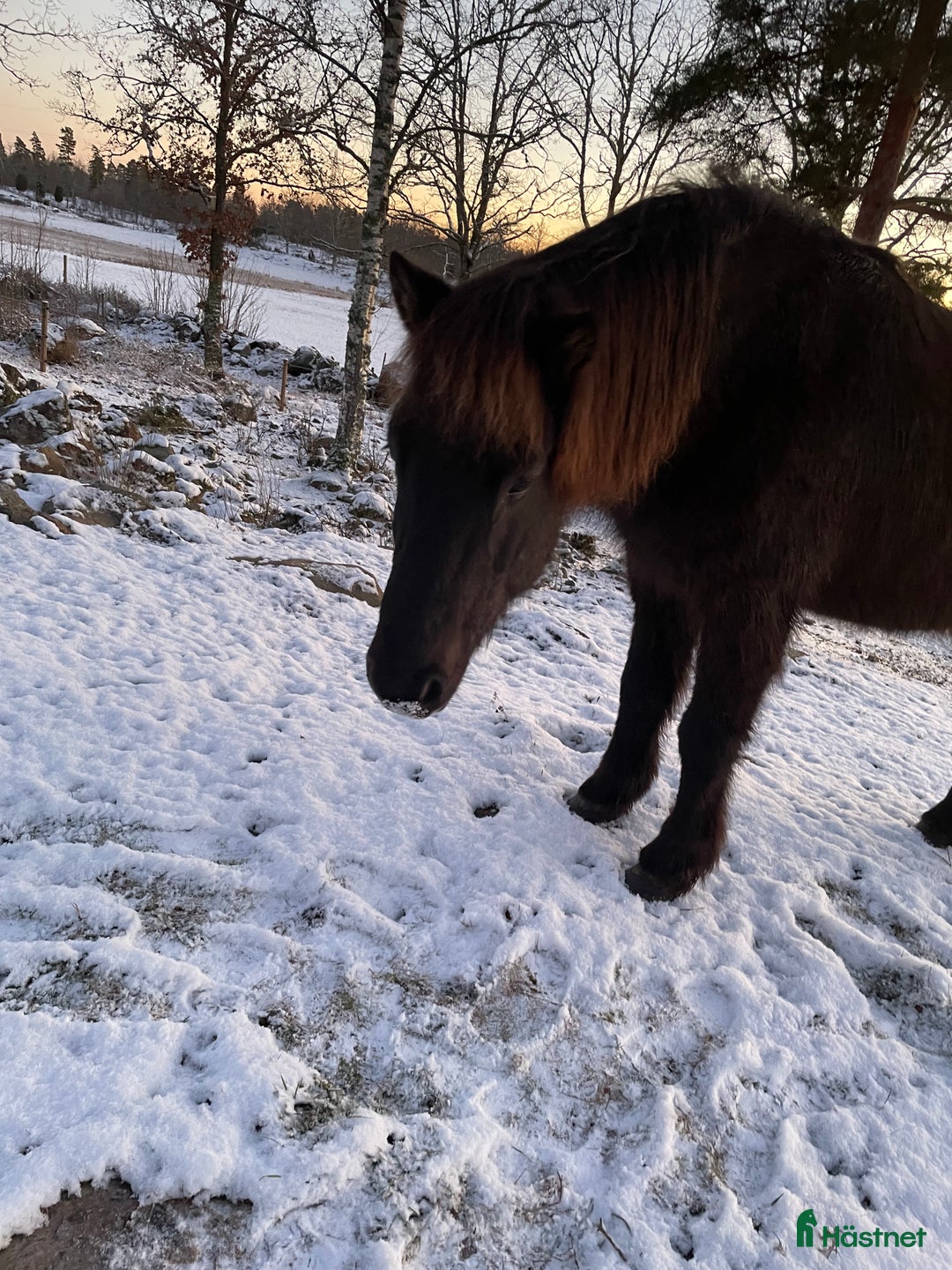 Island hästar sökes: Söker islandshäst på foder  i Mönsterås - Annons 3