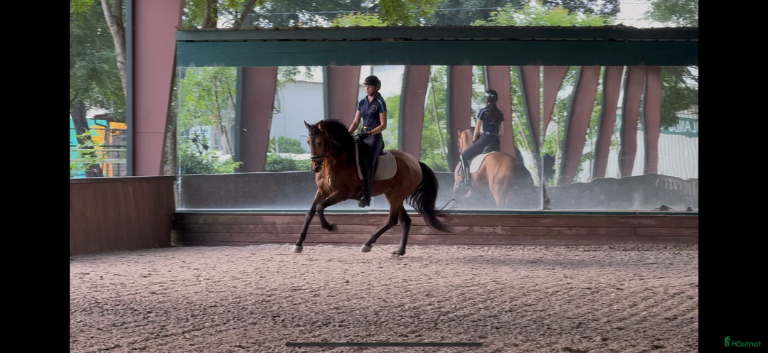  hästservice finnes: Plats för inridning, utbildning & elever i Göteborg - Annons 8