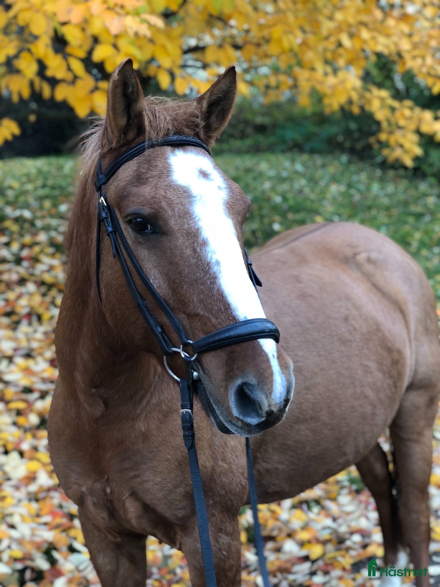 Sällskap hästar till salu: Första ponny/Sällskapsponny - Annons 4