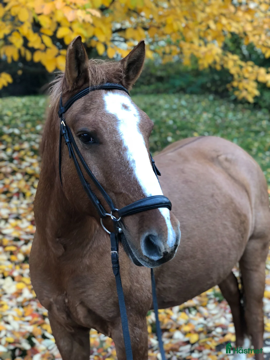 Sällskap hästar till salu: Första ponny/Sällskapsponny i Västerhaninge - Annons 1
