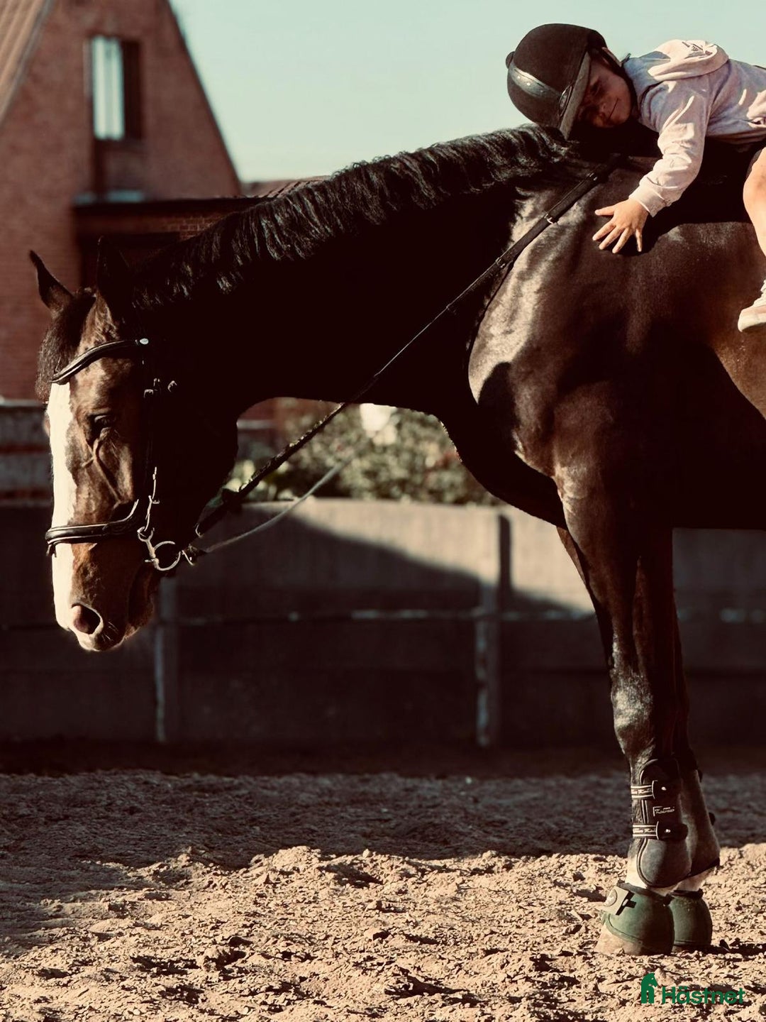Allround hästar till salu: 🤍Beautiful Warmblood Gelding–True Best Friend!🤍 i Stockholm - Bild 7