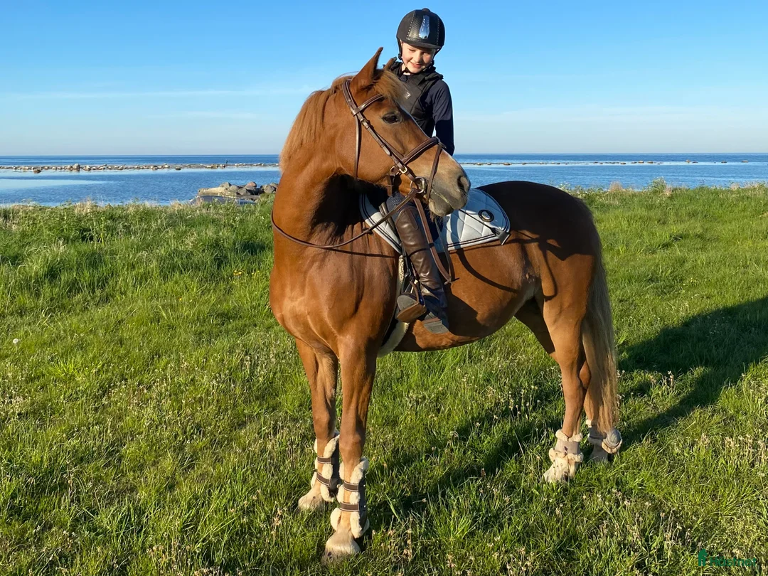 Allround hästar till salu: Äldre läromästare och bästa vän ❤️ - Annons 1