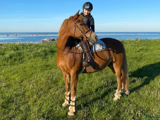 hästar Äldre läromästare och bästa vän ❤️ - Annons 9