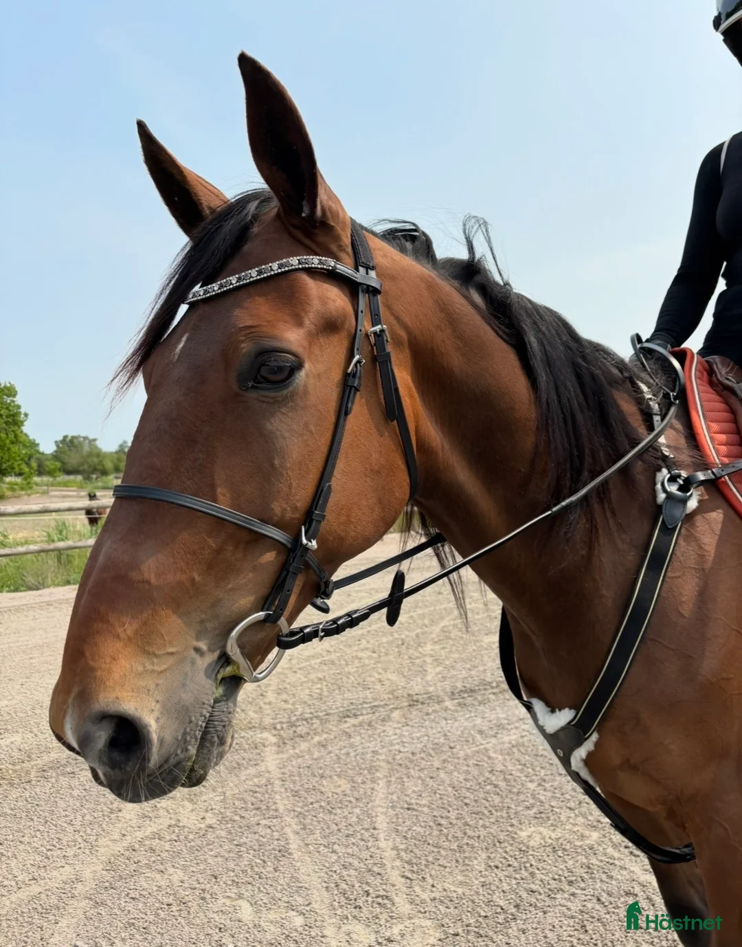 Sällskap hästar till salu: Trevlig 9årig valack  i Kalmar - Annons 2