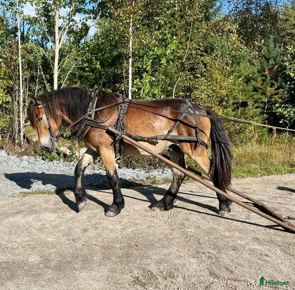  hästar Lovande Nordsvensk unghäst - Annons 15