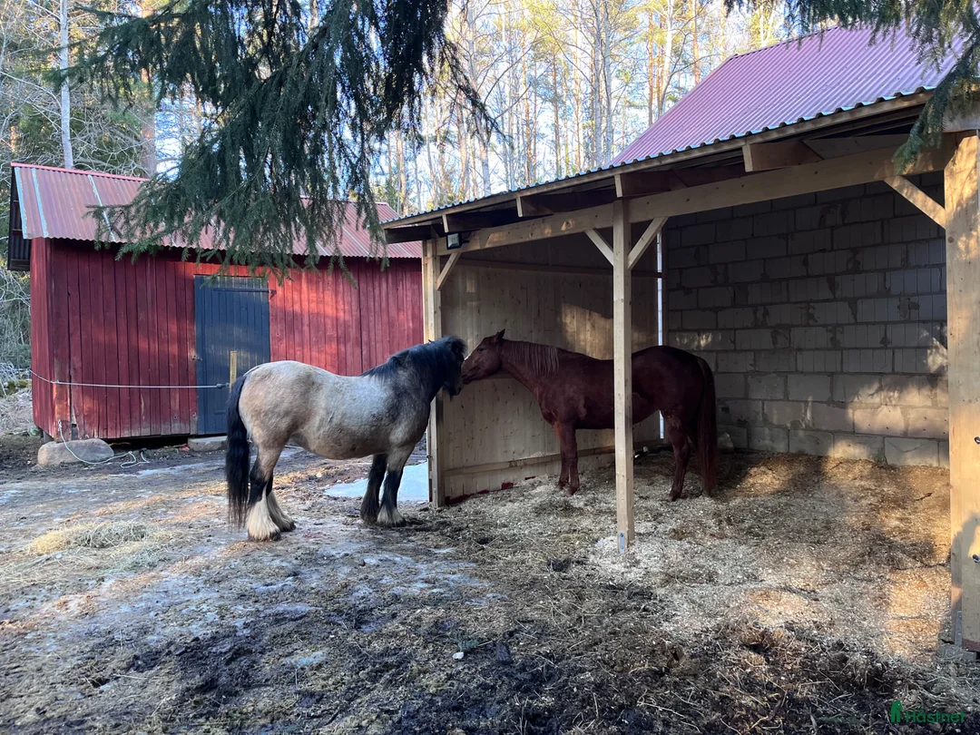  stallplats finnes: Lösdriftsplats ledig i Valbo - Annons 1