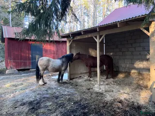 stallplats Lösdriftsplats ledig i Valbo - Annons 11
