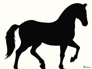 hästar Söker häst för horsemanship/ hobbyridning i Örebro - Annons 16