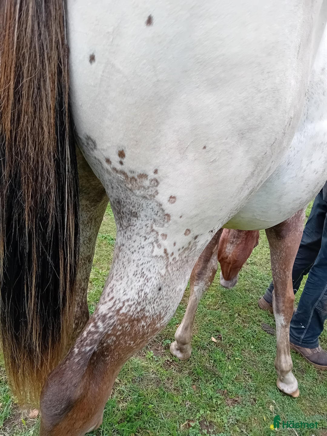 Western hästar till salu: Appaloosa colt yearling i Sösdala - Annons 8