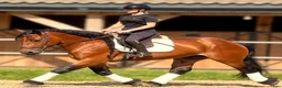 Allround hästar till salu: Fantastic fairytale horse - Annons 8