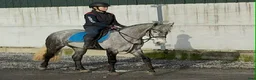 Allround hästar till salu: Lovely allrounder D pony! - Annons 11