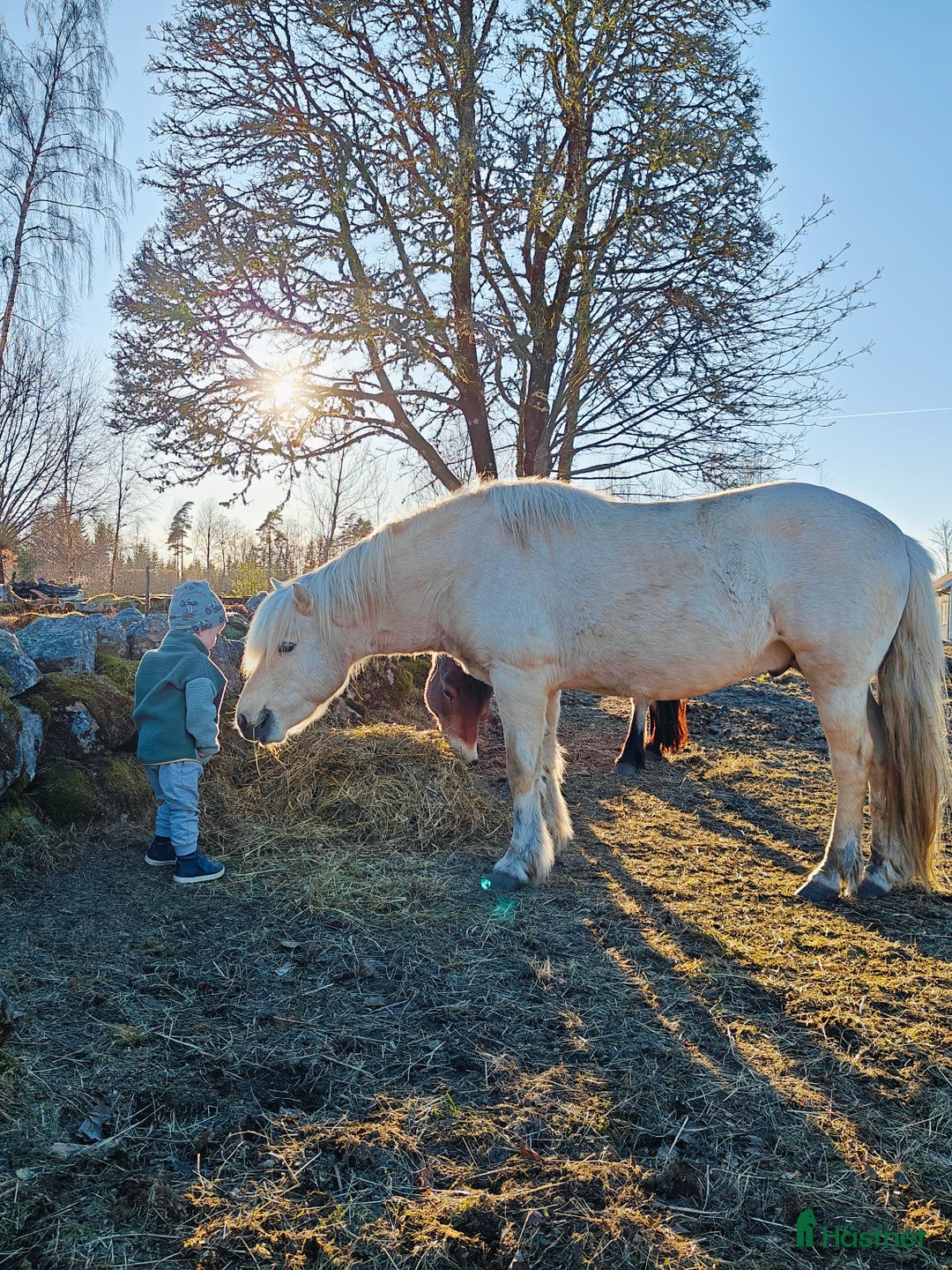 Allround hästar till salu: Xanté KL 752 i Holsljunga - Annons 2