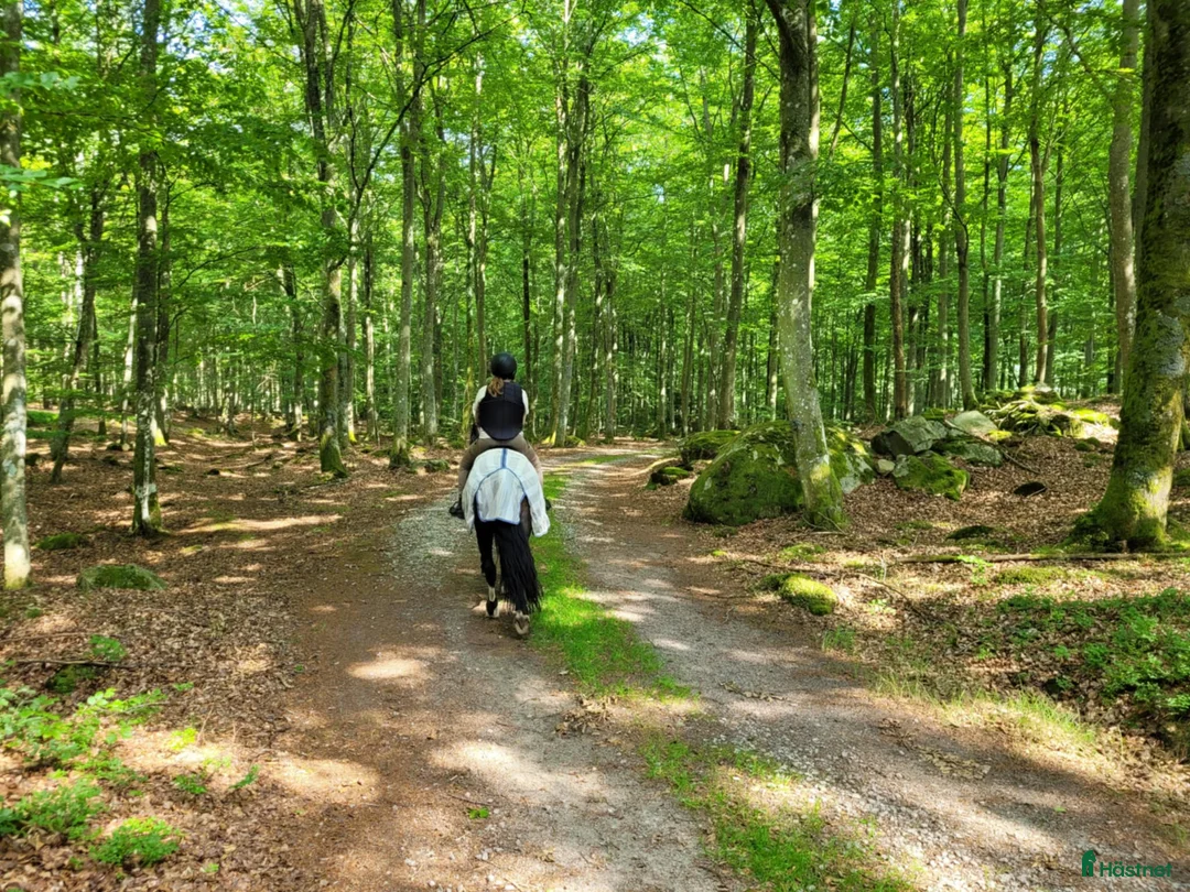  medryttarhäst finnes: Medryttare sökes ! till barnPonny  i Blekinge i Karlshamn - Annons 5