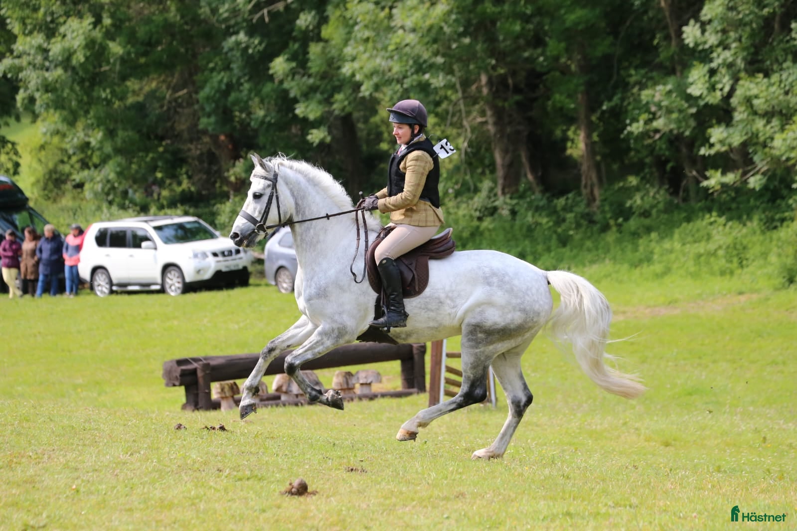  hästar Searching for an Event Pony? - Annons 9