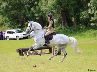 hästar Searching for an Event Pony? - Annons 10