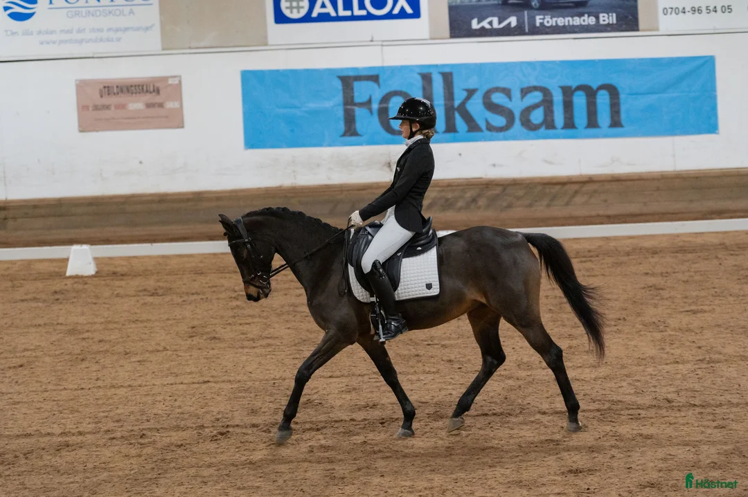 Dressyr hästar till salu: Elegant FEI ponny i Aneby - Annons 3