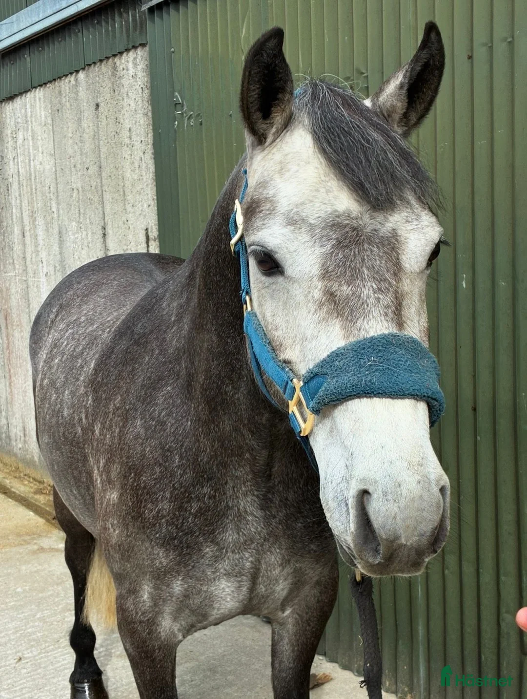 Allround hästar till salu: Beautiful Connemara mare - Annons 2