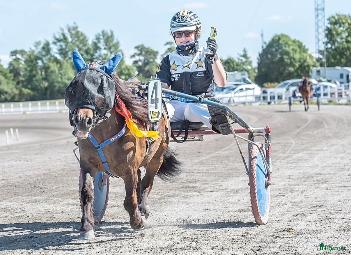  hästar Elitloppsvinnaren Gransjöns Krumelur - Annons 7