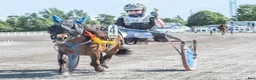 Trav hästar till salu: Elitloppsvinnaren Gransjöns Krumelur - Annons 1