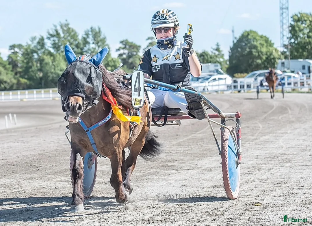 Trav hästar till salu: Elitloppsvinnaren Gransjöns Krumelur - Annons 1