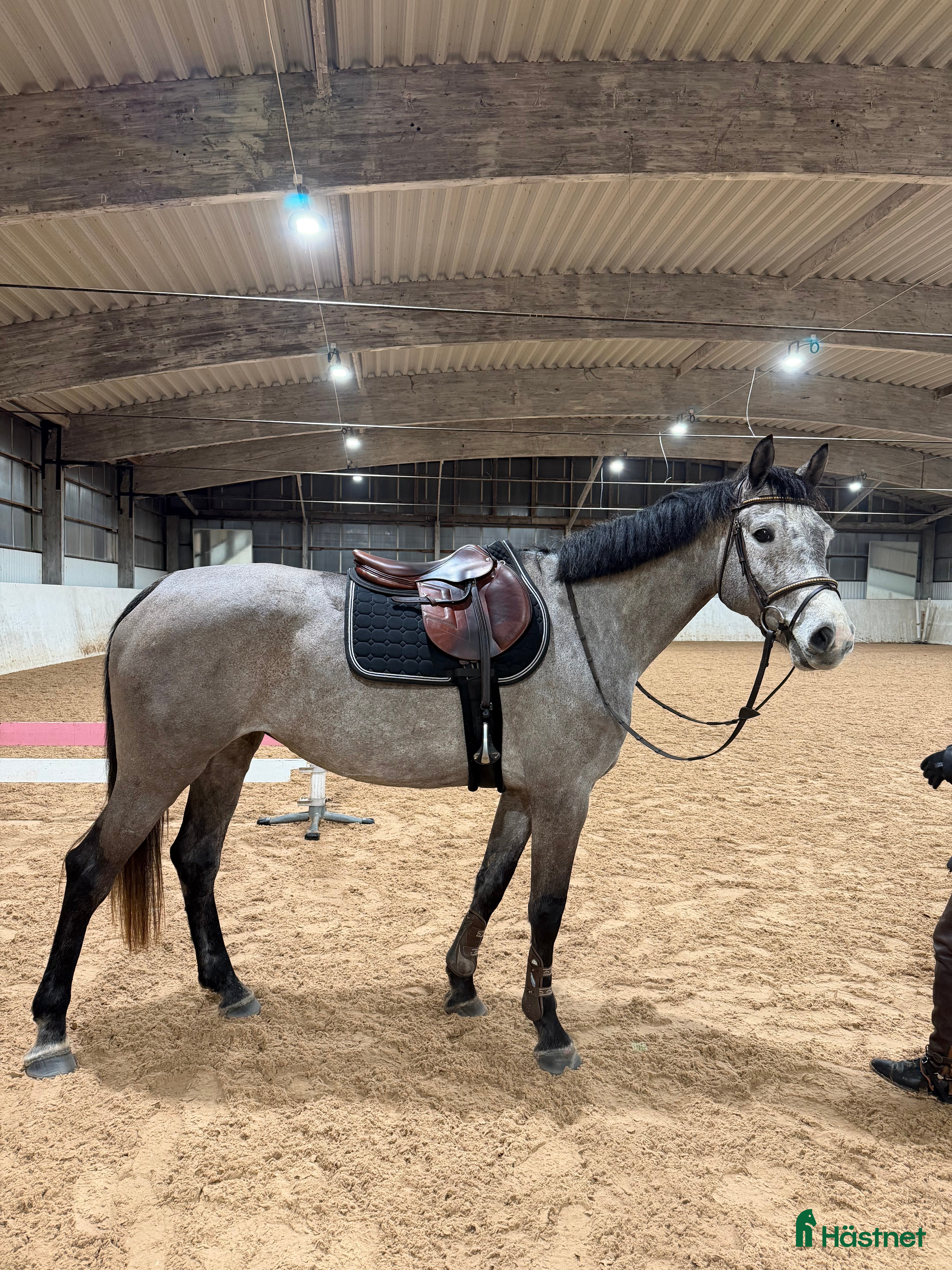  hästar Lyxig hobbyhäst  i Karlstad - Annons 13