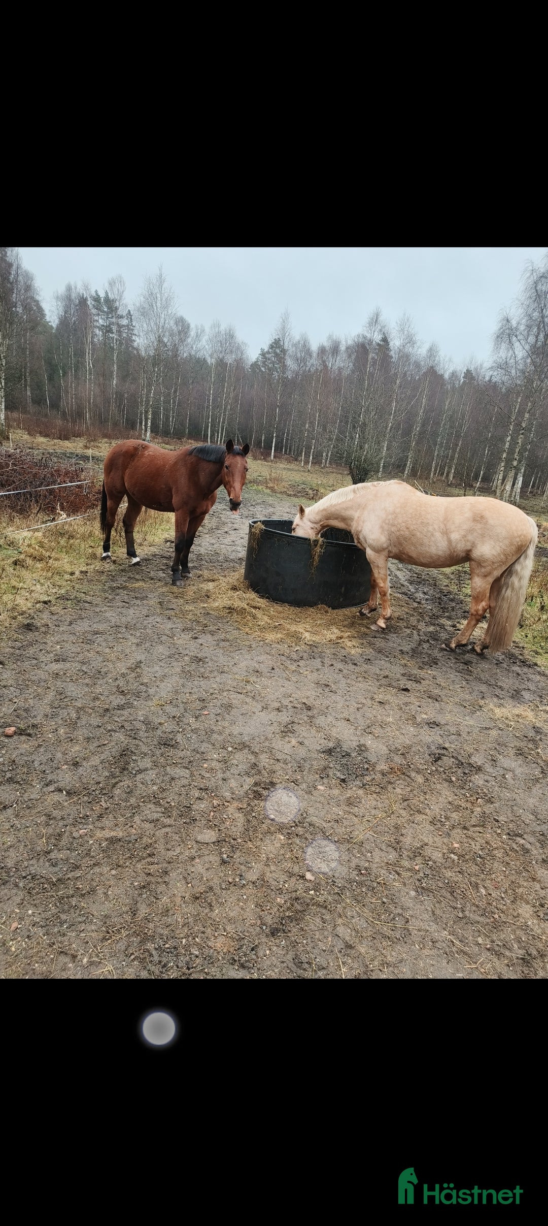 Allround hästar till salu: Underbar valack söker föralltid hem i Eneryda - Annons 4