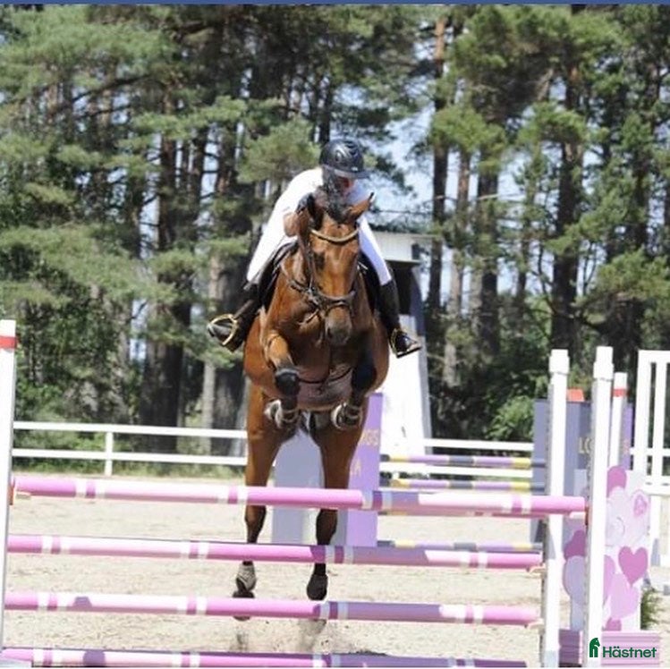  hästar Allround häst i Klintehamn - Annons 16