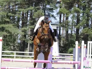 hästar Allround häst i Klintehamn - Annons 16