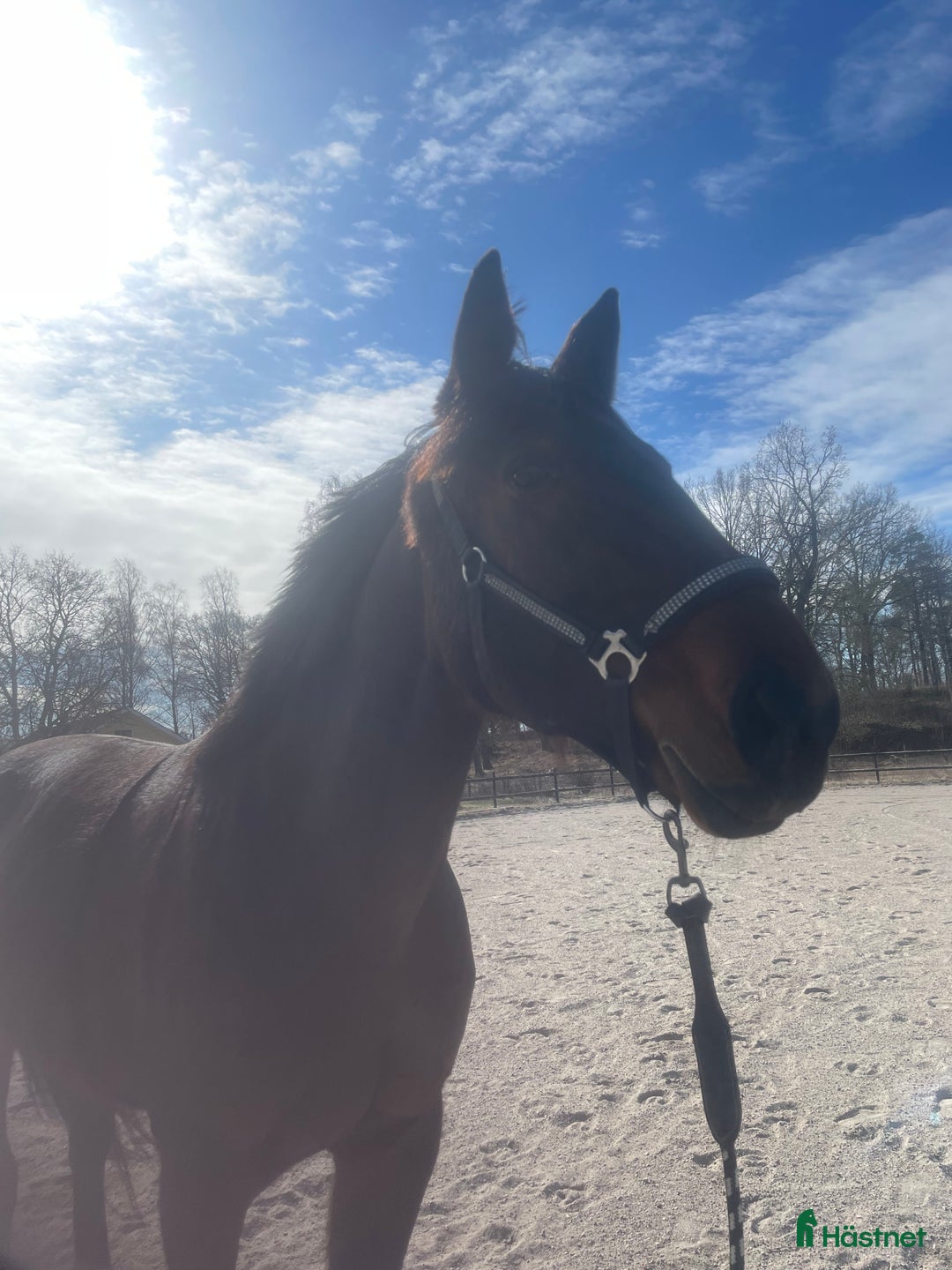 Allround hästar till salu: 🌟 Vackert sto med potential  Vanessa streamline🌟 i Stigtomta - Annons 3