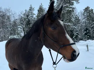 hästar Perfekt övergångshäst - Annons 1