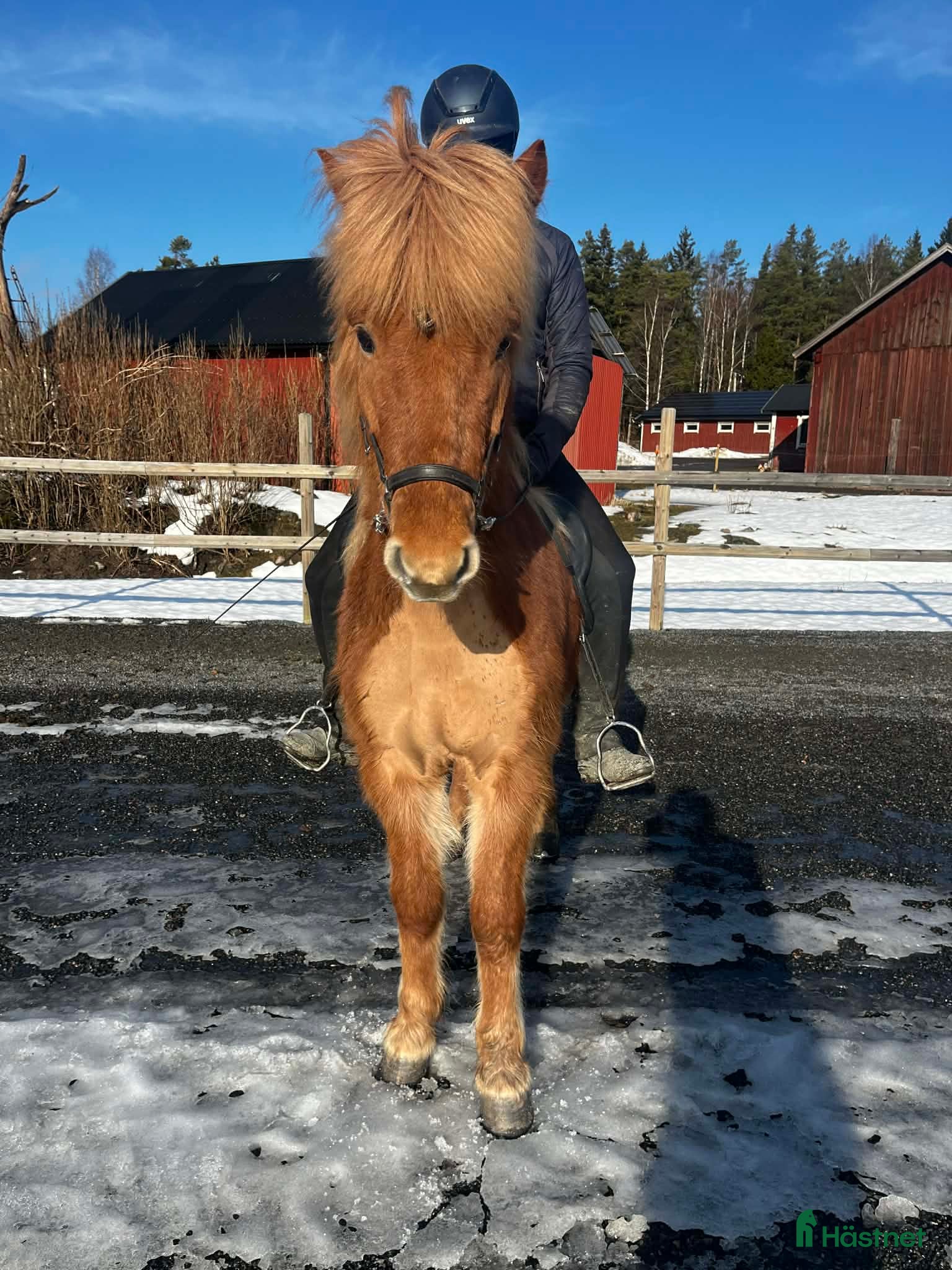  hästar Trevlig fyrgångs valack - Annons 1